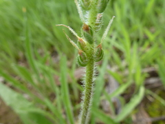 Plantago drummondii