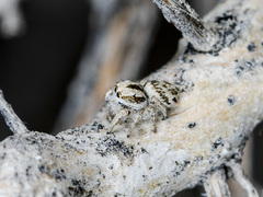 Pseudomogrus dalaensis