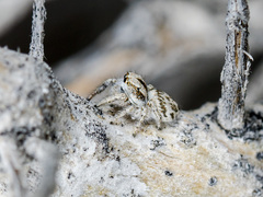 Pseudomogrus dalaensis