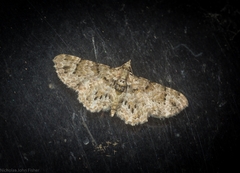 Chloroclystis guttifera