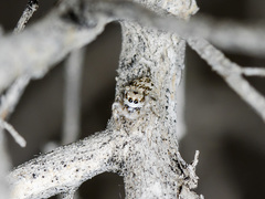 Pseudomogrus dalaensis