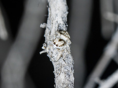 Pseudomogrus dalaensis