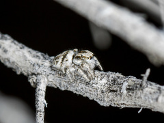 Pseudomogrus dalaensis