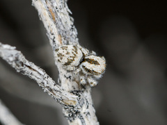 Pseudomogrus dalaensis