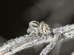 Pseudomogrus dalaensis