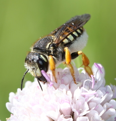Trachusa interrupta