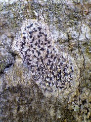 Arthonia radiata