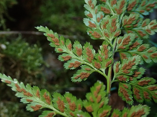 black spleenwort