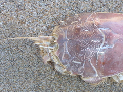 Blepharipoda occidentalis