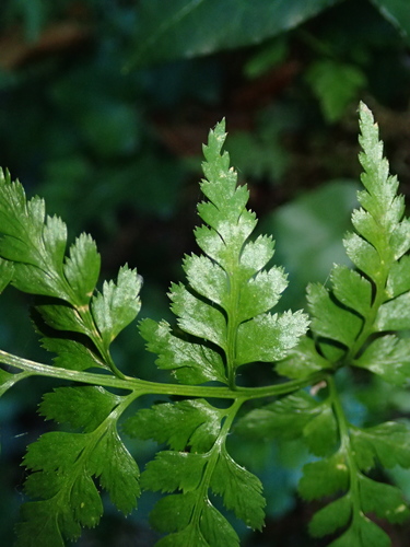 black spleenwort