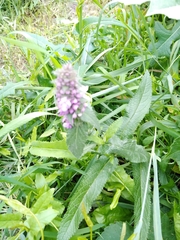 Stachys palustris