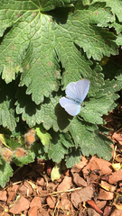 Celastrina argiolus