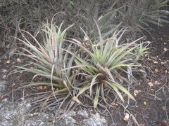 Tillandsia roseoscapa