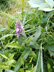 Stachys palustris