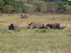 Ceratotherium simum