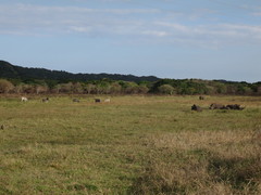 Ceratotherium simum