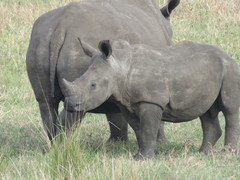 Ceratotherium simum