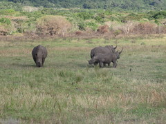 Ceratotherium simum
