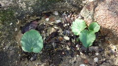 Pelargonium asarifolium