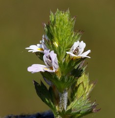 Euphrasia maximowiczii