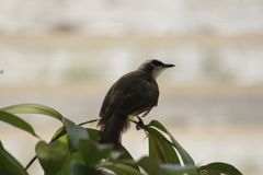 Pycnonotus goiavier