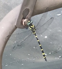 Cordulegaster erronea