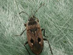 Graptopeltus lynceus