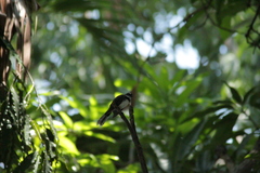Rhipidura nigritorquis