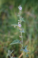 Althaea officinalis
