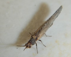 Berothidae