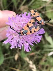 Zygaena laeta