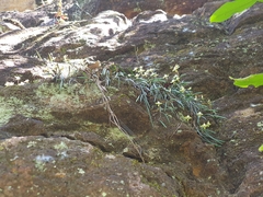 Dendrobium striolatum