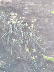 Dendrobium striolatum