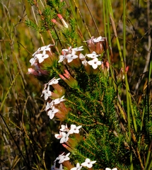 Erica walkeria