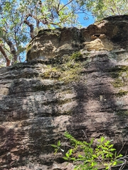 Dendrobium striolatum