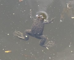 Xenopus