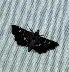 Diathrausta harlequinalis