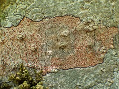 Arthonia cinnabarina