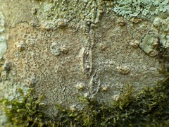 Arthonia cinnabarina