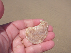 Pododesmus macrochisma