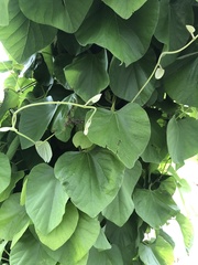 Aristolochia macrophylla