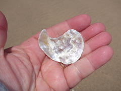 Pododesmus macrochisma