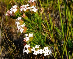 Erica walkeria
