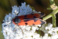 Zygaena laeta