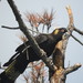 Yellow-tailed Black-Cockatoo - Photo (c) andreamvee, some rights reserved (CC BY-NC), uploaded by andreamvee