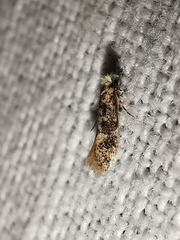 Infurcitinea