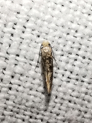 Infurcitinea