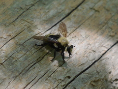 Laphria posticata