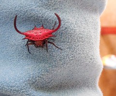 Gasteracantha falcicornis