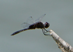 Macrodiplax balteata
